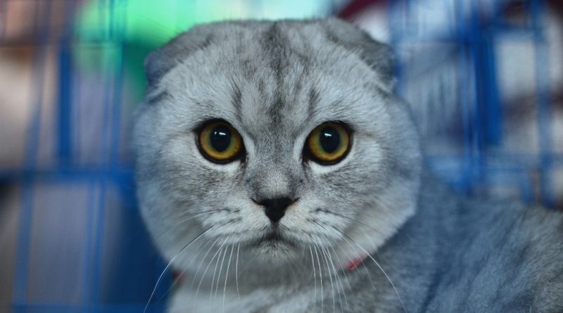 Всемирный день кошек