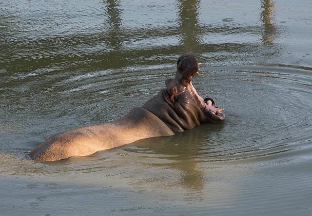 бегемотиха
