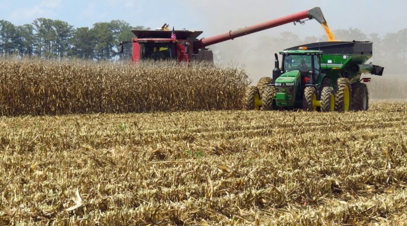 На Дніпропетровщині розпочали збирати кукурудзу