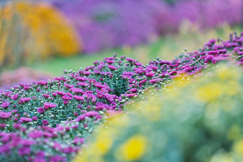 Бал хризантем_Фельдман Экопарк