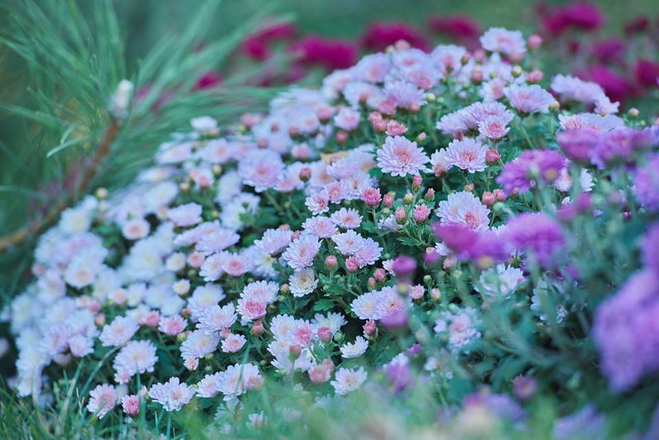 Бал хризантем_Фельдман Экопарк