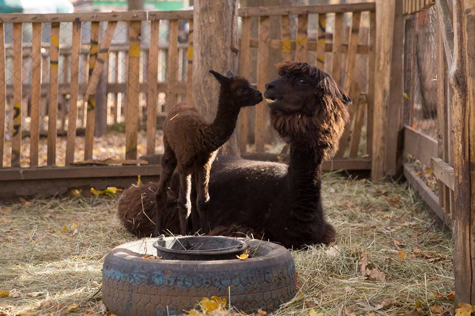 детеныш альпака