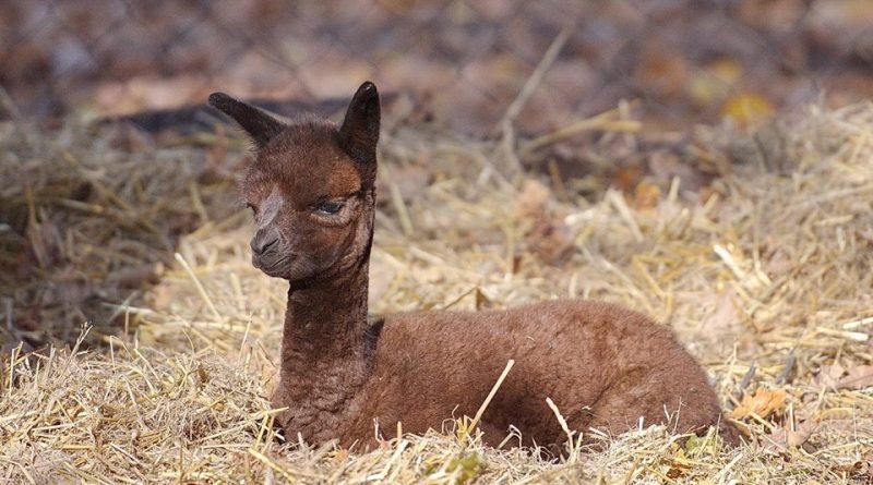 детеныш альпака