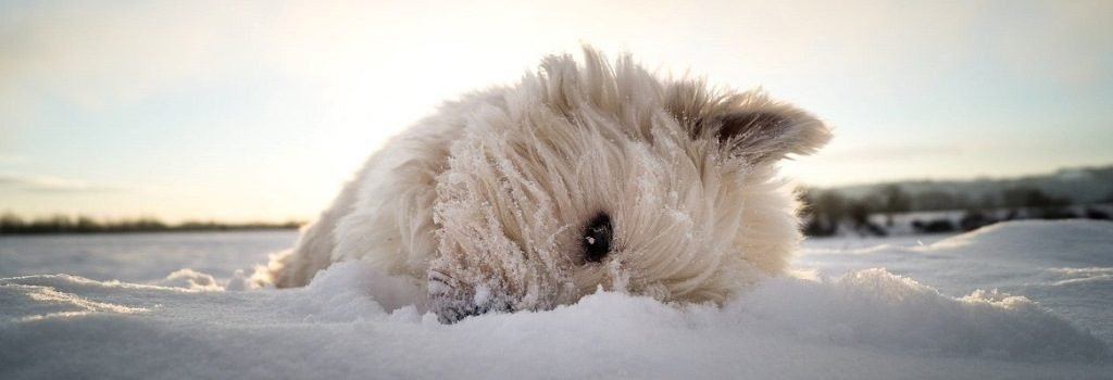 відпочинок в Карпатах