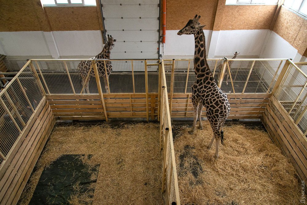 жирафенок_одесский биопарк