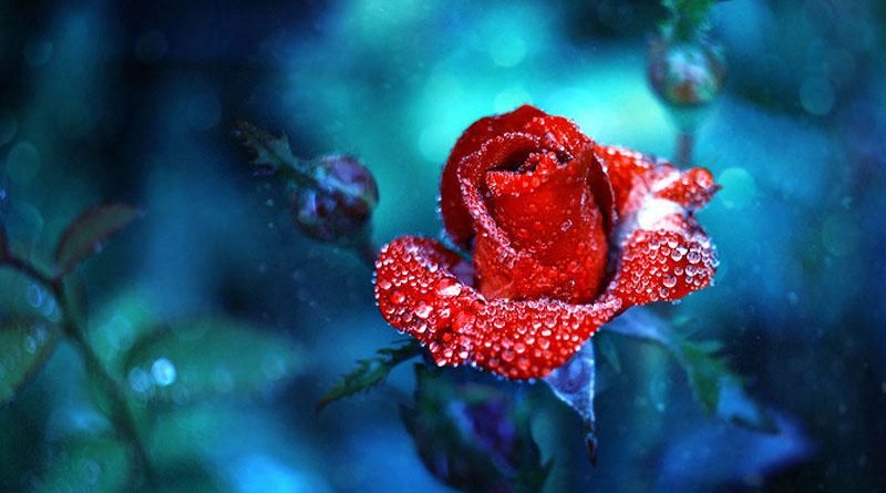 красота цветов