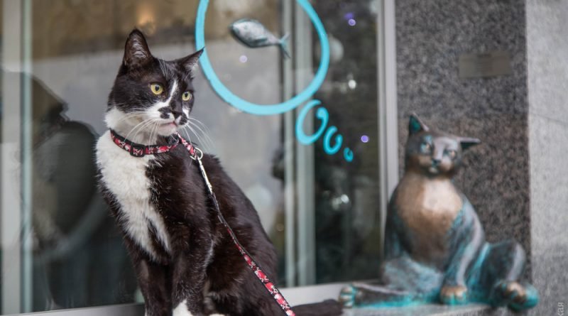 одесский кот Чилик