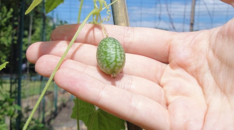 крошечные арбузы из Турции