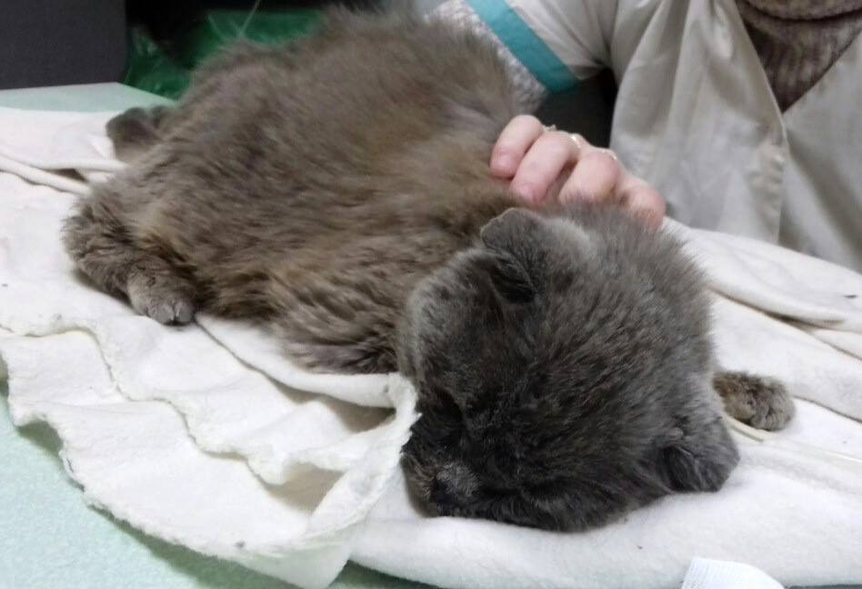 кот Верность помощь