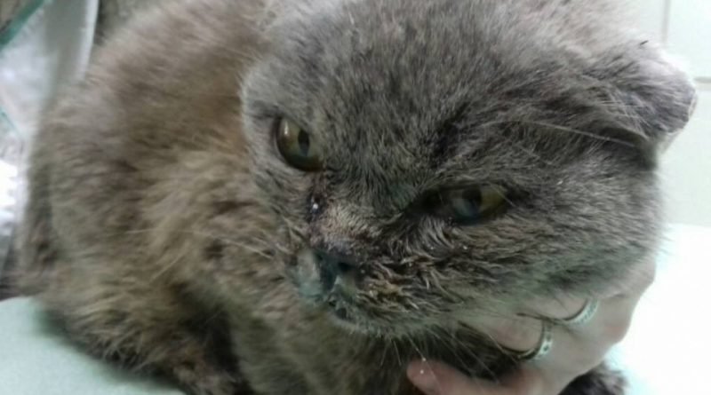 кот Верность-помощь