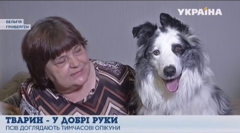 приют в Бельгии