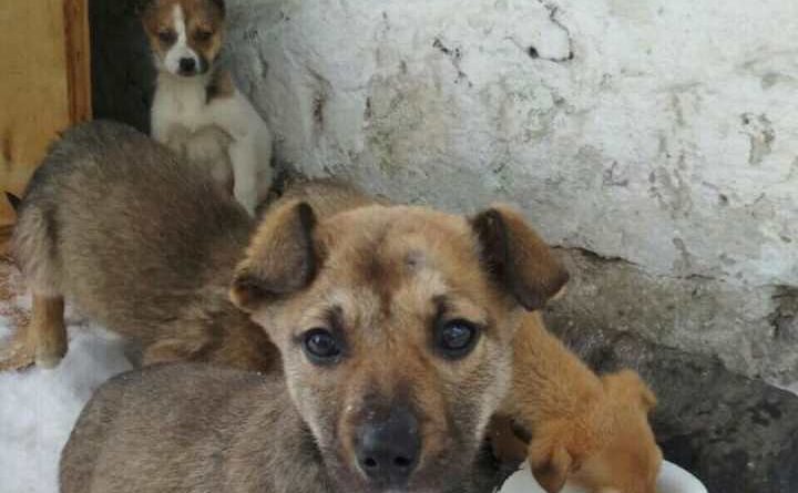 щенки_Ковчег