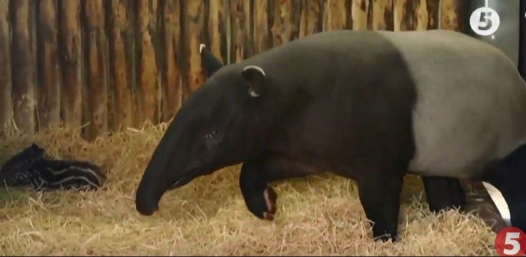 чепрачний тапір