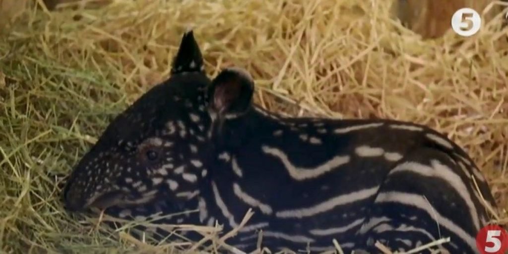 чепрачний тапір