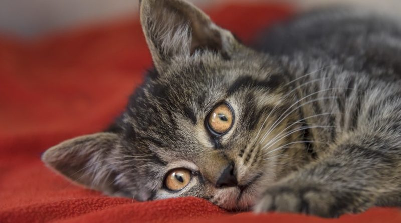 притулок для котів