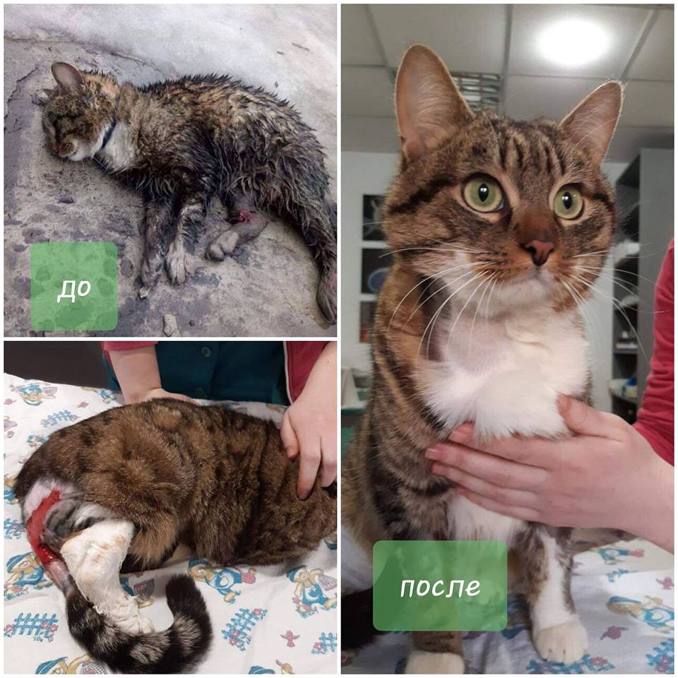 кот Матрасик