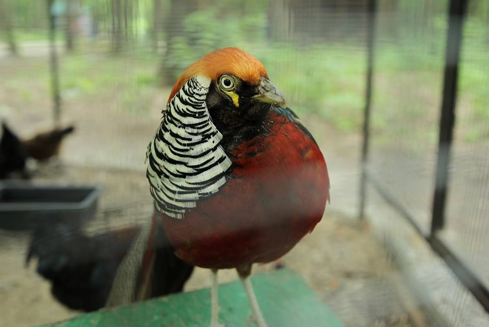 животные из Днепра_Фельдман Экопарк