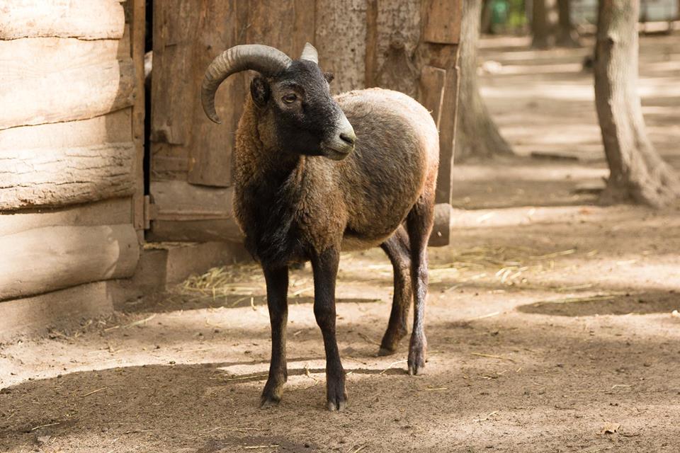 животные из Днепра_Фельдман Экопарк