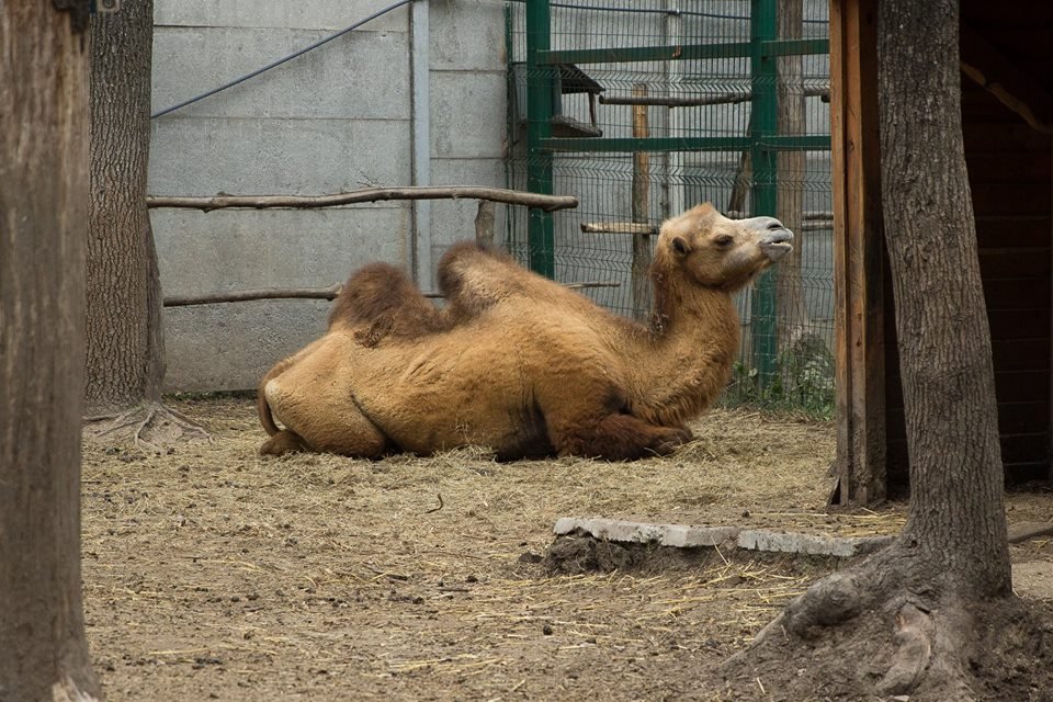 животные из Днепра_Фельдман Экопарк