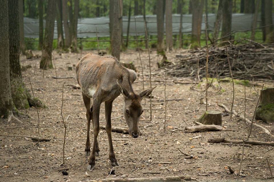 животные из Днепра_Фельдман Экопарк