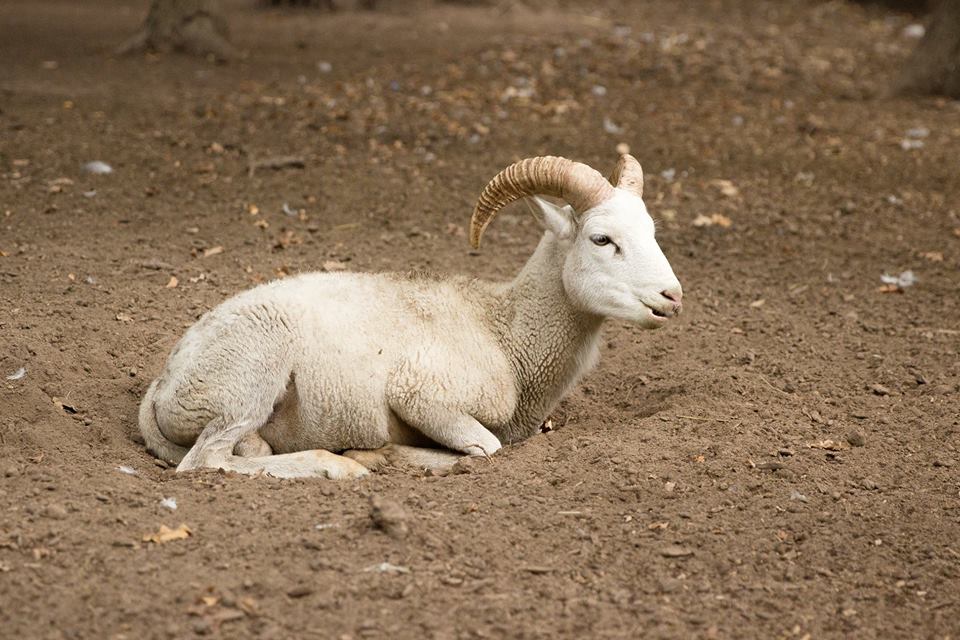 животные из Днепра_Фельдман Экопарк