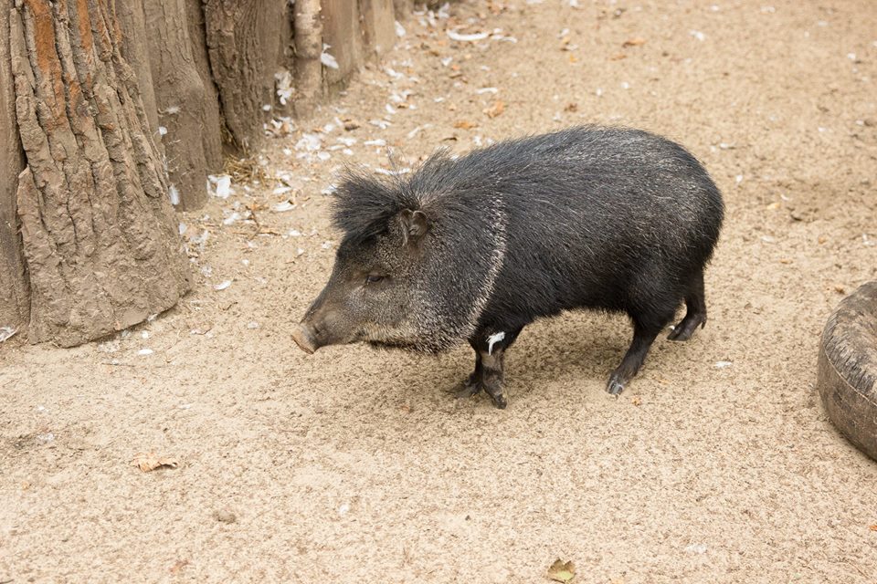 животные из Днепра_Фельдман Экопарк