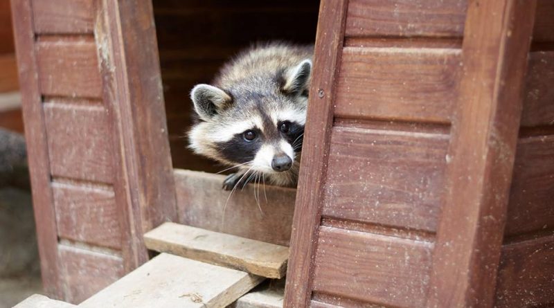 животные из Днепра_Фельдман Экопарк