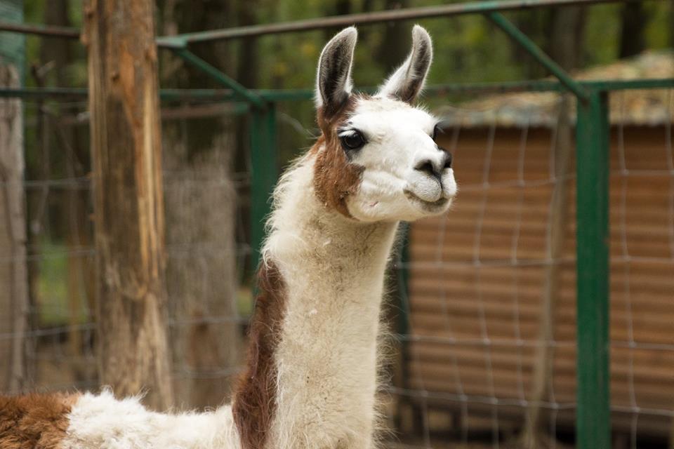 животные из Днепра_Фельдман Экопарк