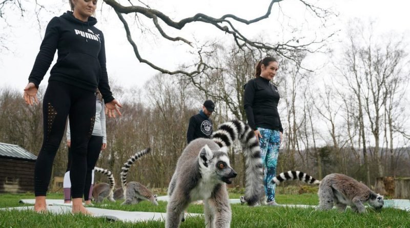 йога з лемурами