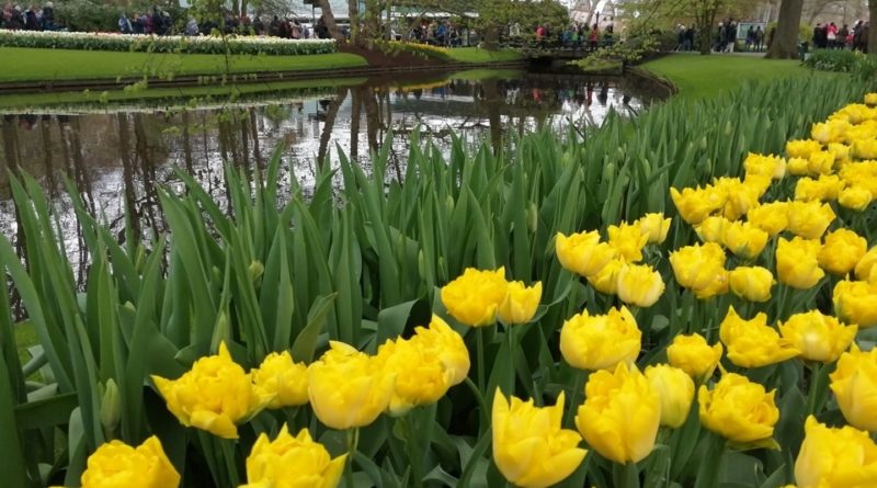 квітковий фестиваль у Нідерландах