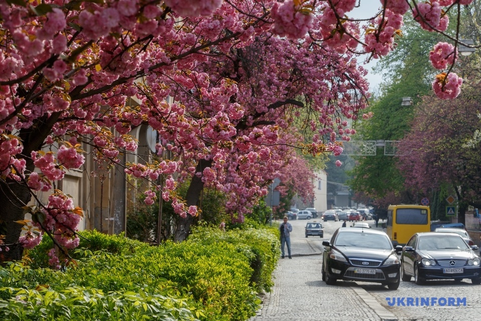 сакури в Ужгороді