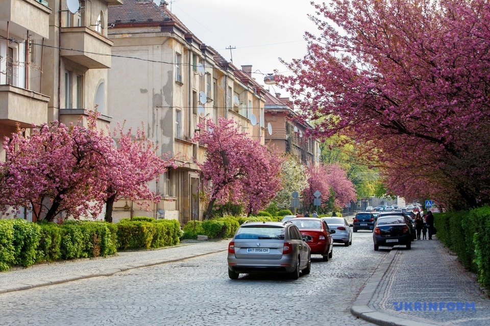 сакури в Ужгороді