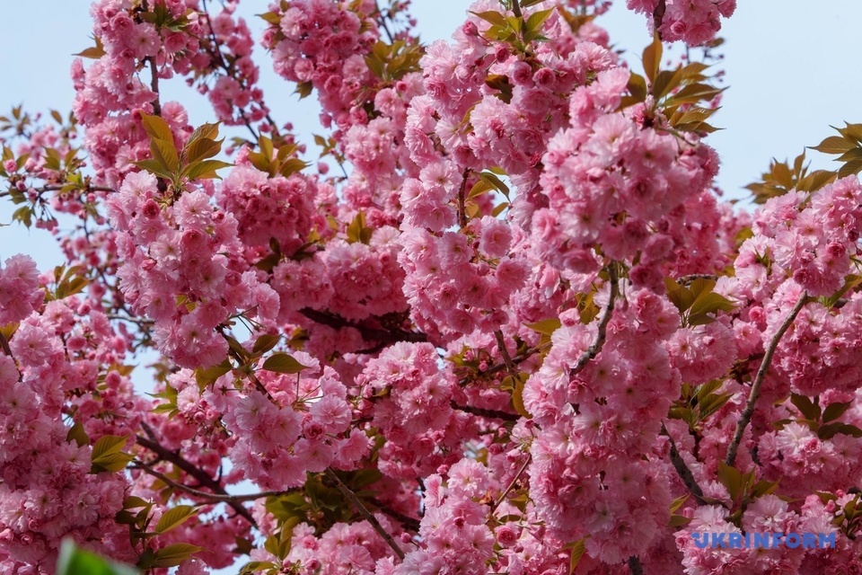 сакури в Ужгороді