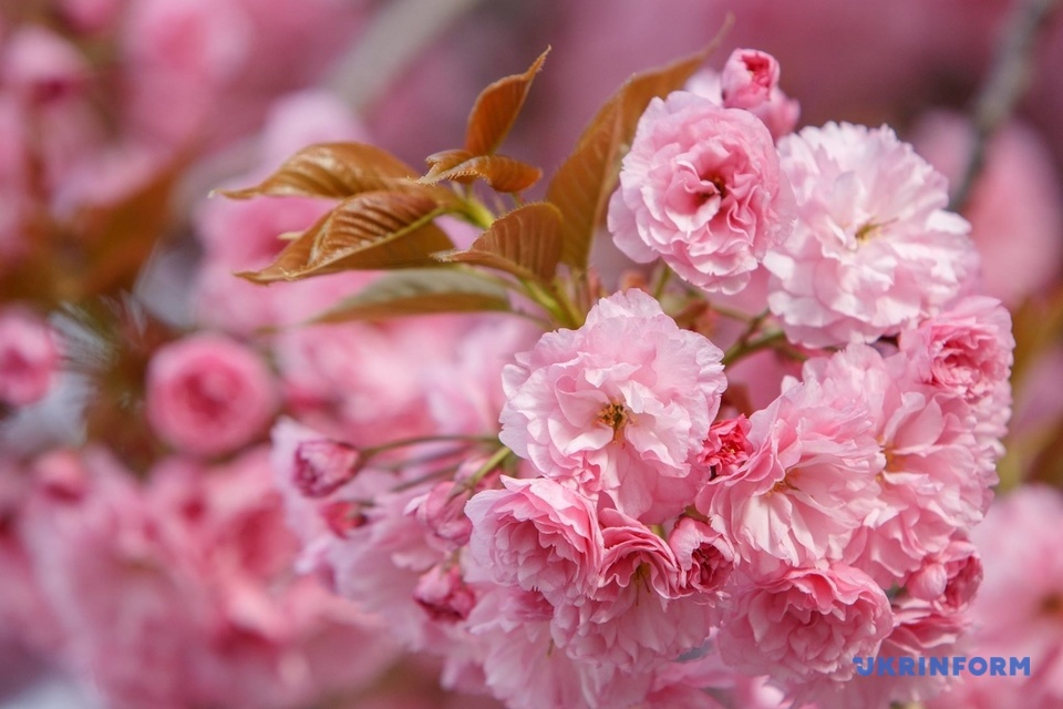 сакури в Ужгороді