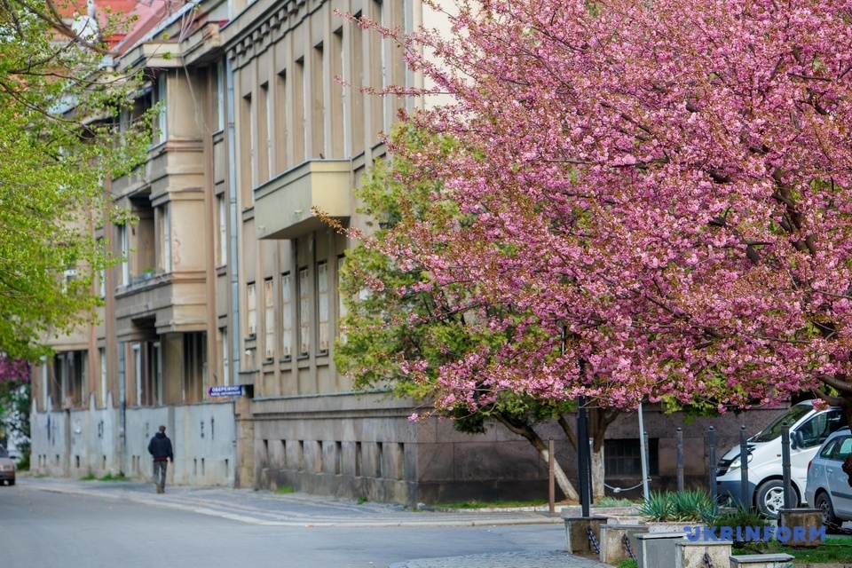 сакури в Ужгороді