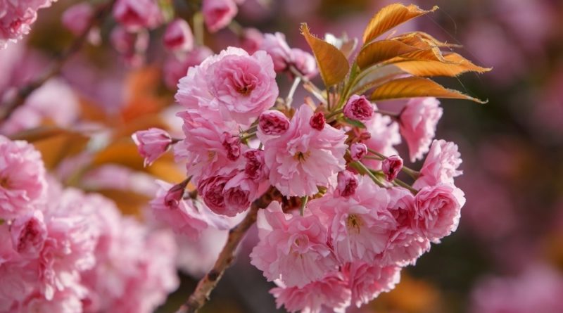 сакури в Ужгороді
