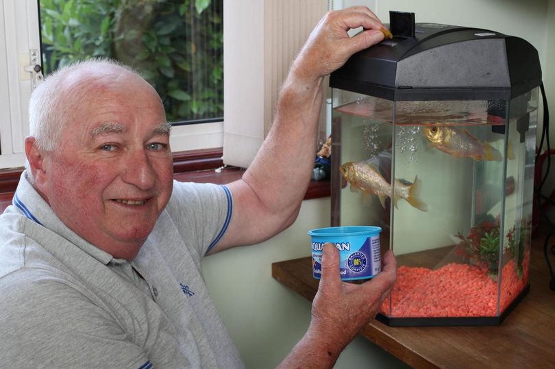 золотая рыбка Джордж