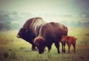 бизон