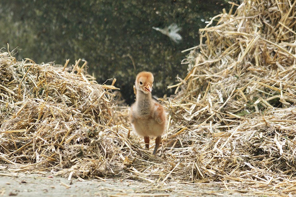 даурские журавли