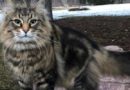 кот Лео_Кладбище домашних животных