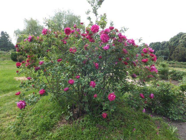 период цветения роз