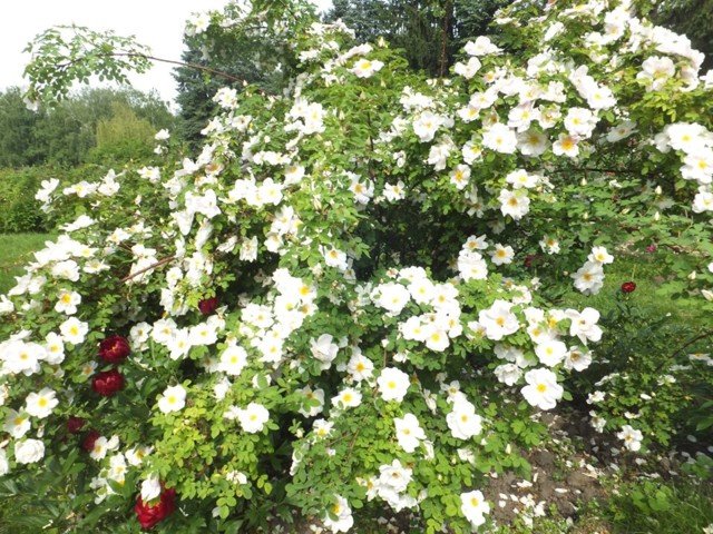 период цветения роз