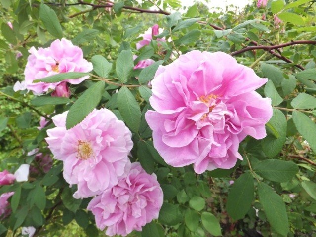 период цветения роз