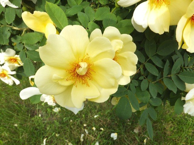 период цветения роз