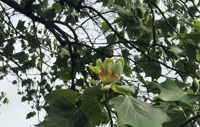 тюльпанове дерево