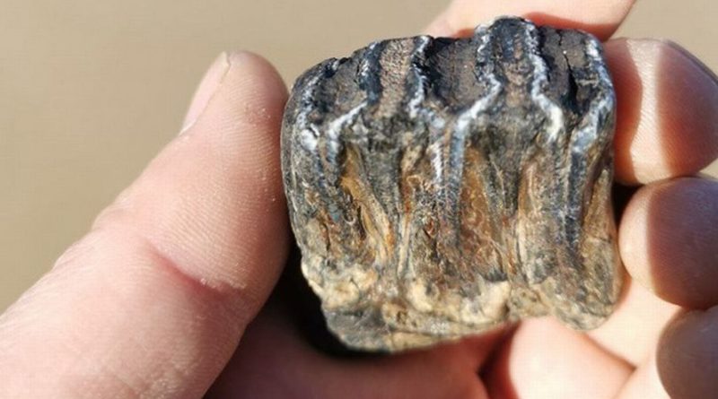 зуб мамонта