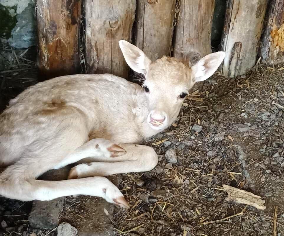 детеныши лани_Одесса