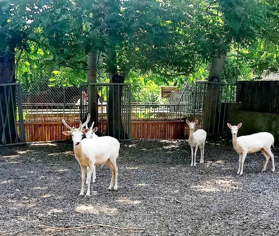 детеныши лани_Одесса