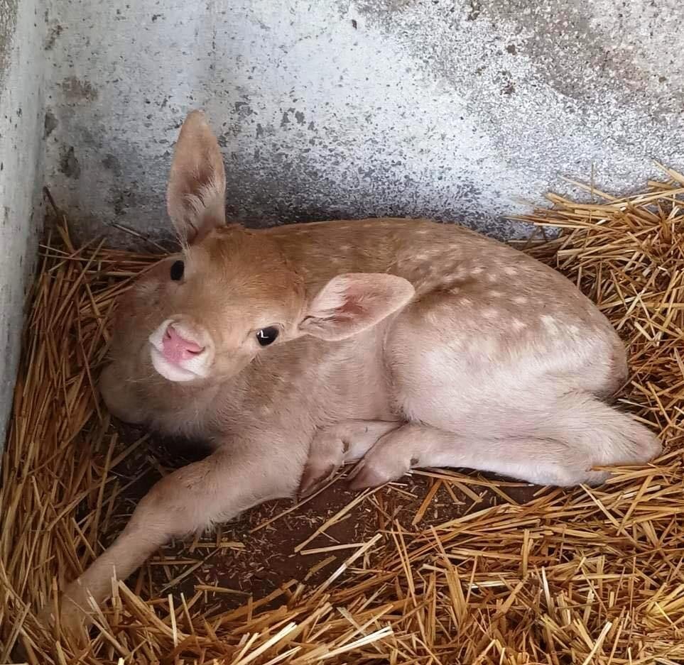 детеныши лани_Одесса