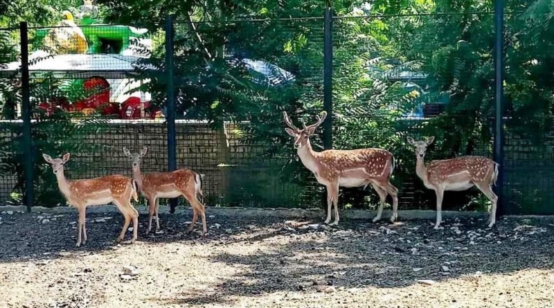 детеныши лани_Одесса